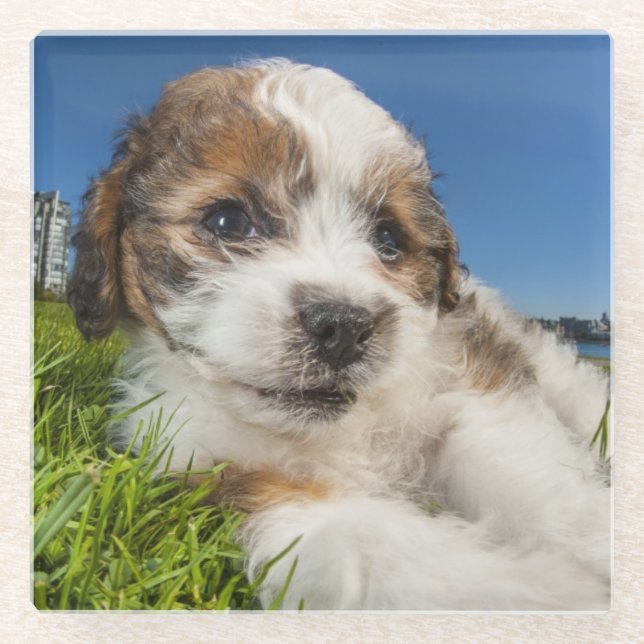 Cute puppy dog (Shitzu) Glass Coaster (Front)