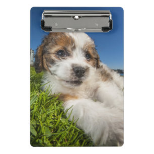 Cute puppy dog (Shitzu) Mini Clipboard