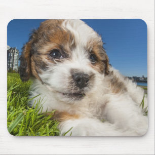 Cute puppy dog (Shitzu) Mouse Mat
