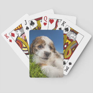 Cute puppy dog (Shitzu) Playing Cards