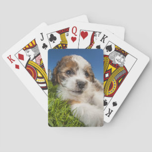 Cute puppy dog (Shitzu) Playing Cards