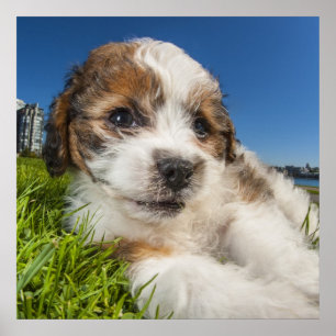 Cute puppy dog (Shitzu) Poster
