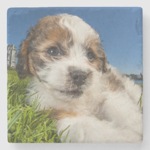 Cute puppy dog (Shitzu) Stone Coaster