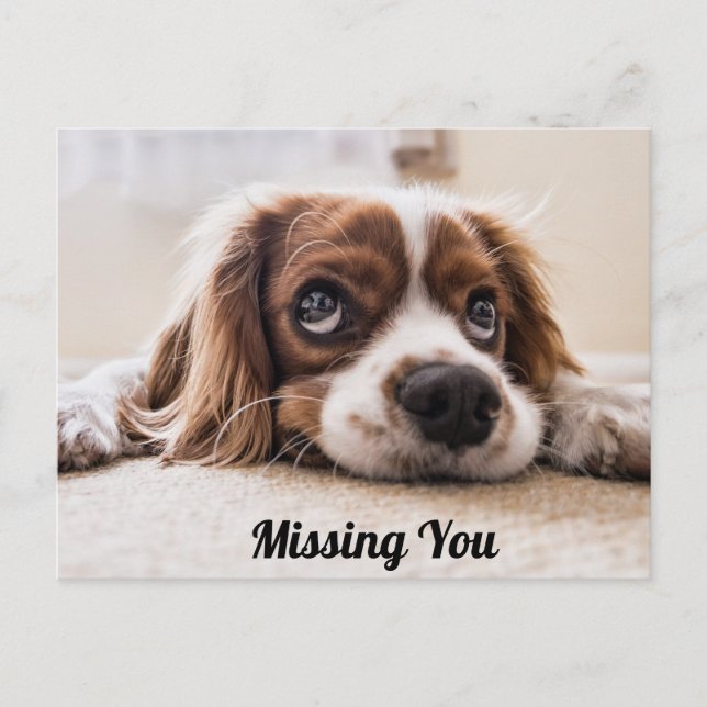 Cute Puppy Dog/Spaniel Sad Eyes Photo Missing You Postcard (Front)