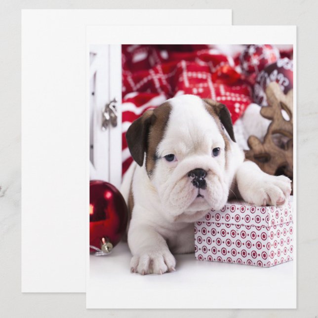 Cute Puppy English Bulldog | Funny Christmas (Front/Back)