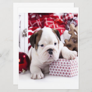 Cute Puppy English Bulldog   Funny Christmas