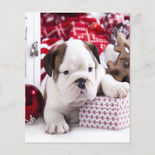 Cute Puppy English Bulldog   Funny Christmas Flyer