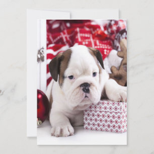 Cute Puppy English Bulldog Funny Christmas Holiday Card