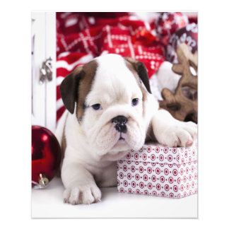 Cute Puppy English Bulldog | Funny Christmas Photo Print