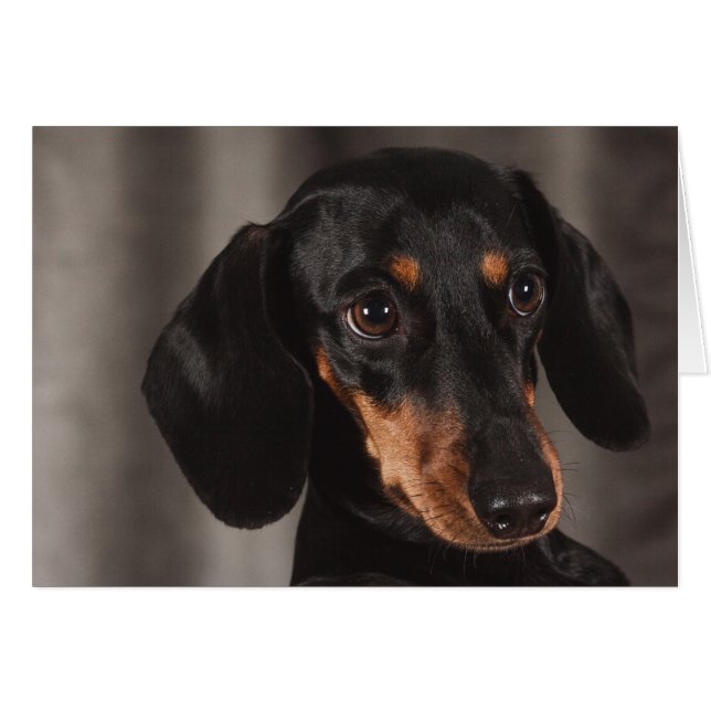Cute Puppy Eye Dachshund Dog (Front Horizontal)