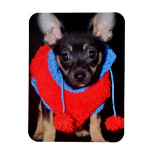Cute Puppy in Red Wool Sweater Magnet