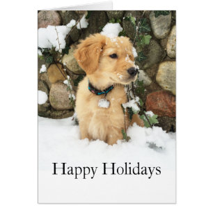 Cute Puppy lab retriever