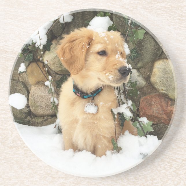 Cute Puppy lab retriever  Coaster (Front)
