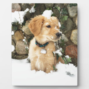 Cute Puppy lab retriever  Plaque
