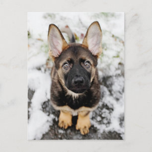 Cute Puppy Looking Up Postcard