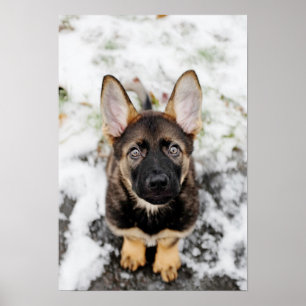 Cute Puppy Looking Up Poster