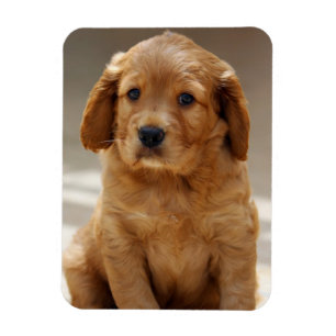 Cute Puppy Portrait Photo Magnet