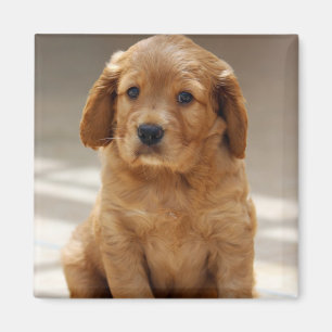 Cute Puppy Portrait Photo Magnet