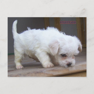 Cute Puppy Postcard