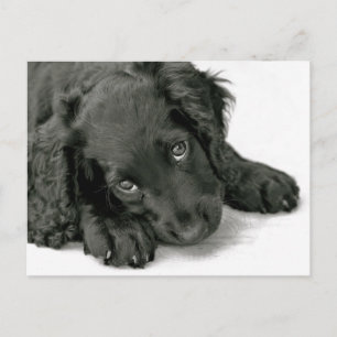 Cute Puppy postcard