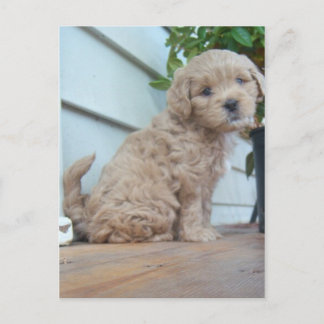 Cute Puppy Postcard