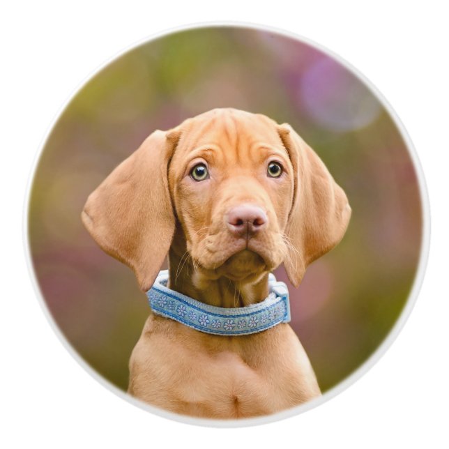 Cute puppyeyed Hungarian Vizsla Dog Puppy Photo .. Ceramic Knob (Front)