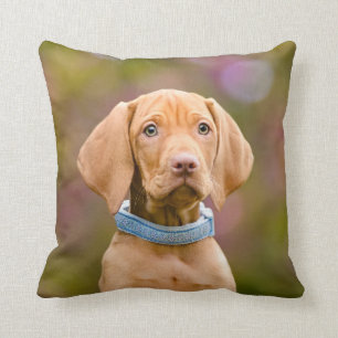 Cute puppyeyed Hungarian Vizsla Dog Puppy Photo - Cushion