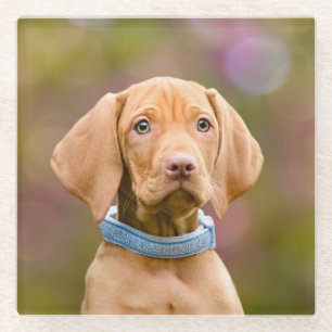 Cute puppyeyed Hungarian Vizsla Dog Puppy Photo - Glass Coaster