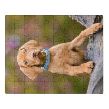 Cute puppyeyed Hungarian Vizsla Dog Puppy Photo /