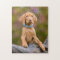 Cute puppyeyed Hungarian Vizsla Dog Puppy Photo /