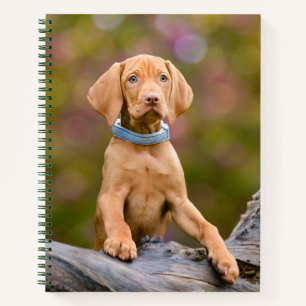 Cute puppyeyed Hungarian Vizsla Dog Puppy Photo .. Notebook