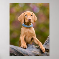 Cute puppyeyed Hungarian Vizsla Dog Puppy Photo _.