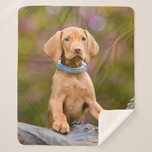 Cute puppyeyed Hungarian Vizsla Dog Puppy Photo .. Sherpa Blanket