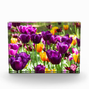 Cute purple and yellow tulips  photo block