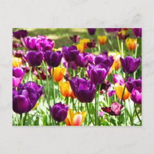 Cute purple and yellow tulips  postcard