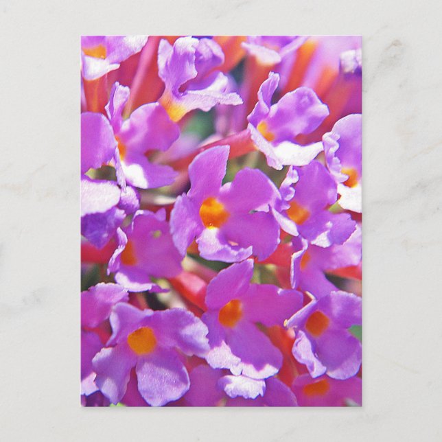 Cute purple little flowers postcard (Front)
