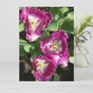 Cute purple tulips in the garden