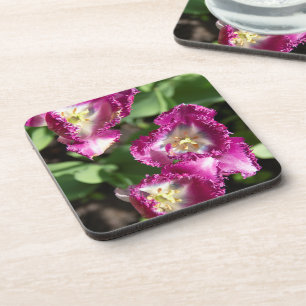 Cute purple  tulips  in the garden coaster