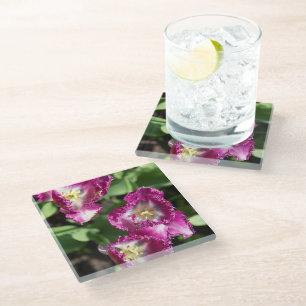 Cute purple  tulips  in the garden glass coaster