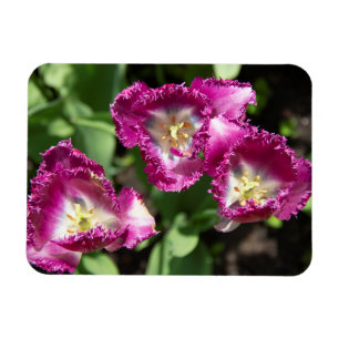 Cute purple tulips in the garden magnet
