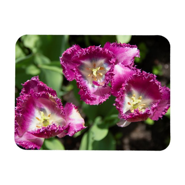 Cute purple  tulips  in the garden magnet (Horizontal)