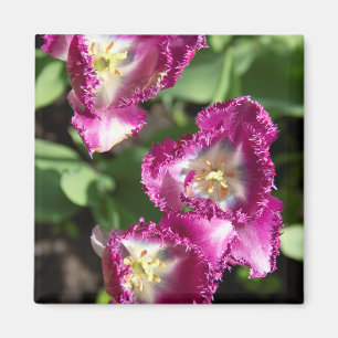 Cute purple tulips in the garden magnet
