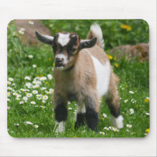 Cute Pygmy Goat Kid in flowers Mouse Mat
