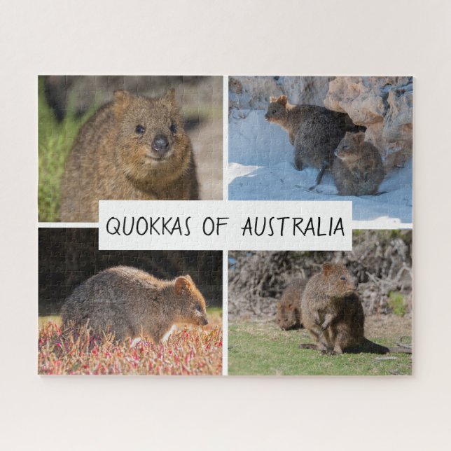 Cute Quokka Animal Wildlife Australia, 520 pieces Jigsaw Puzzle (Horizontal)