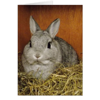 Cute Rabbit Card