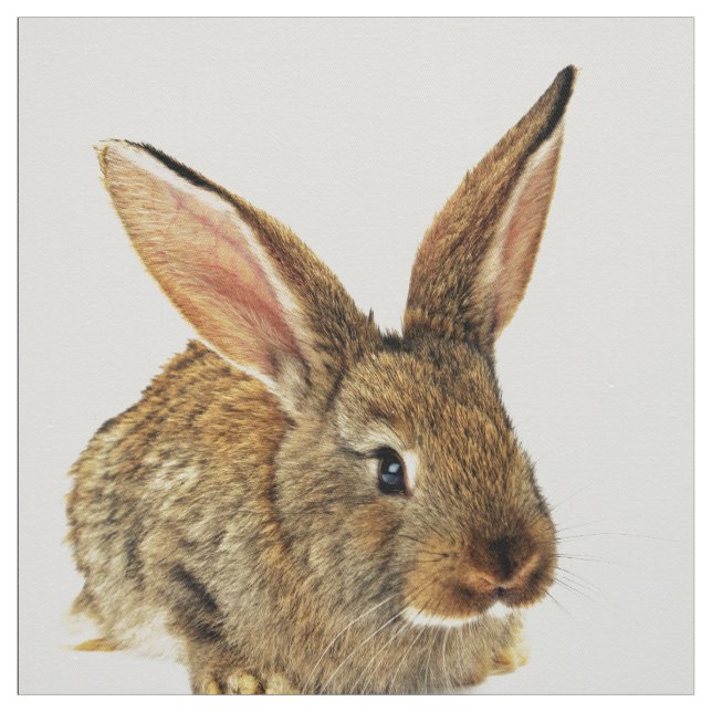 Cute Rabbit Fabric (Swatch)