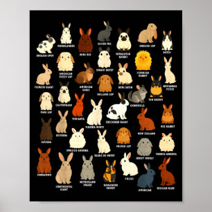 Cute Rabbit Lover Bunny Breeds Rabbit Poster