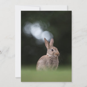 Cute Rabbit Nature Photo Card