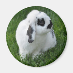 Cute Rabbit on Grass Magnet