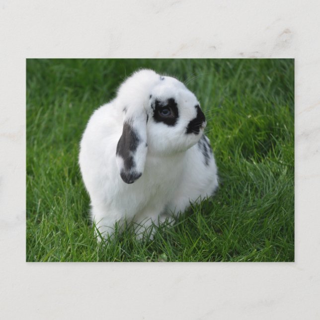 Cute Rabbit on Grass Postcard (Front)